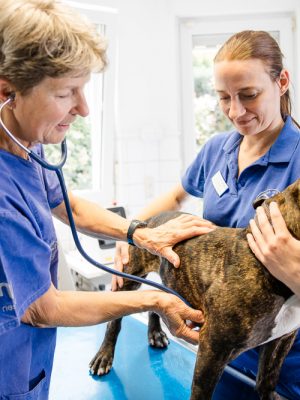 Dr Budde Tierarzt 344A4019