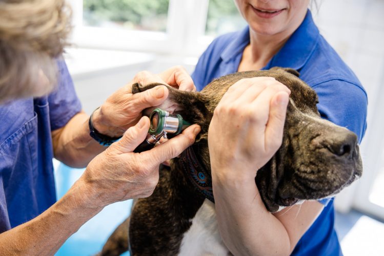 Dr Budde Tierarzt 344A4036