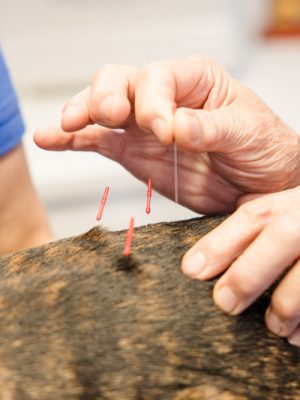 Dr Budde Tierarzt 344A4104